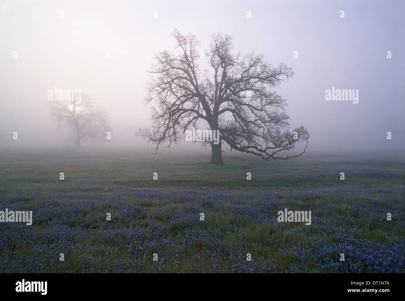 Oak trees in the mist of the early morning in California Stock Photo