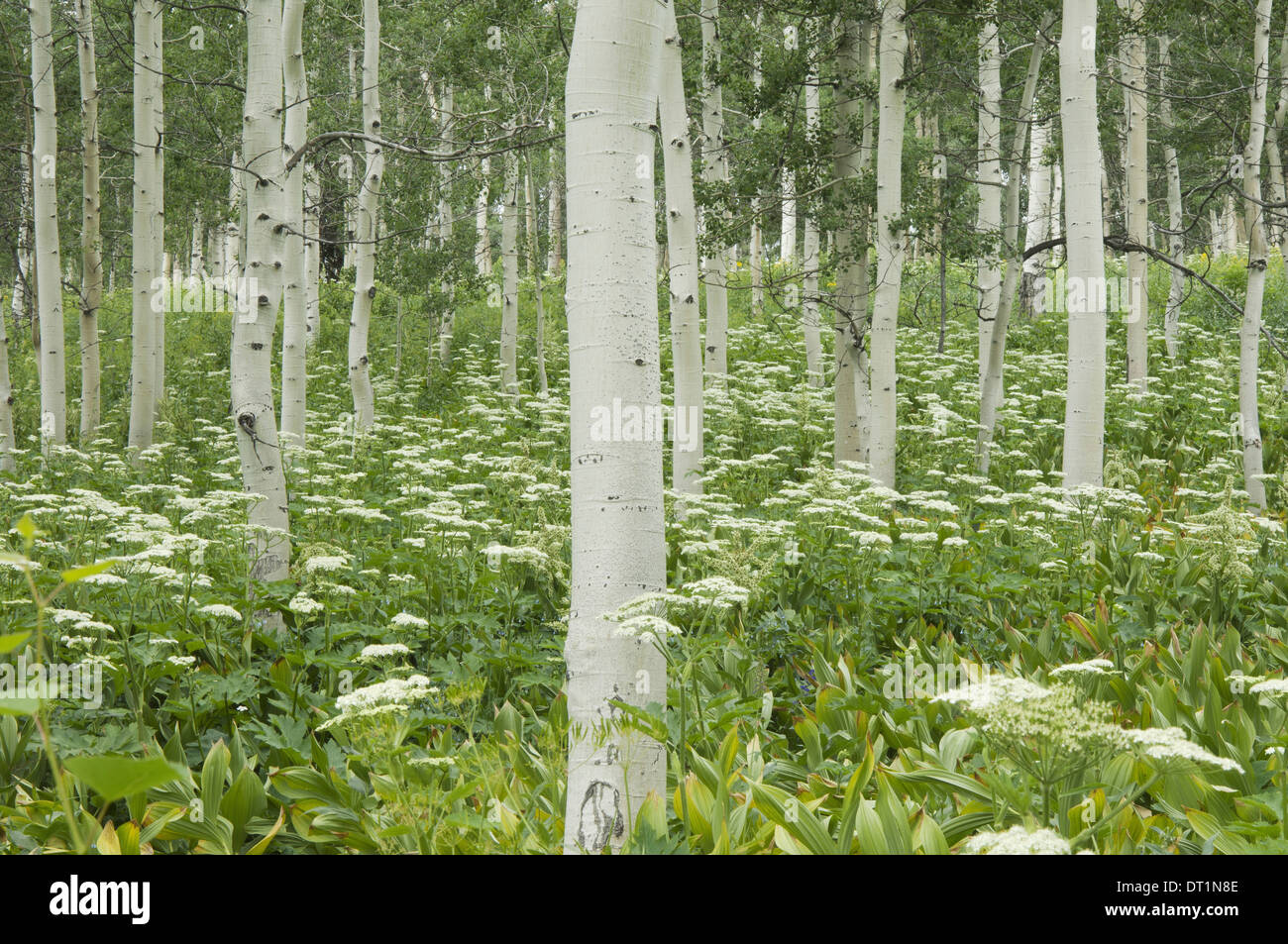 Grove of aspen trees with white bark and wild flowers growing in their