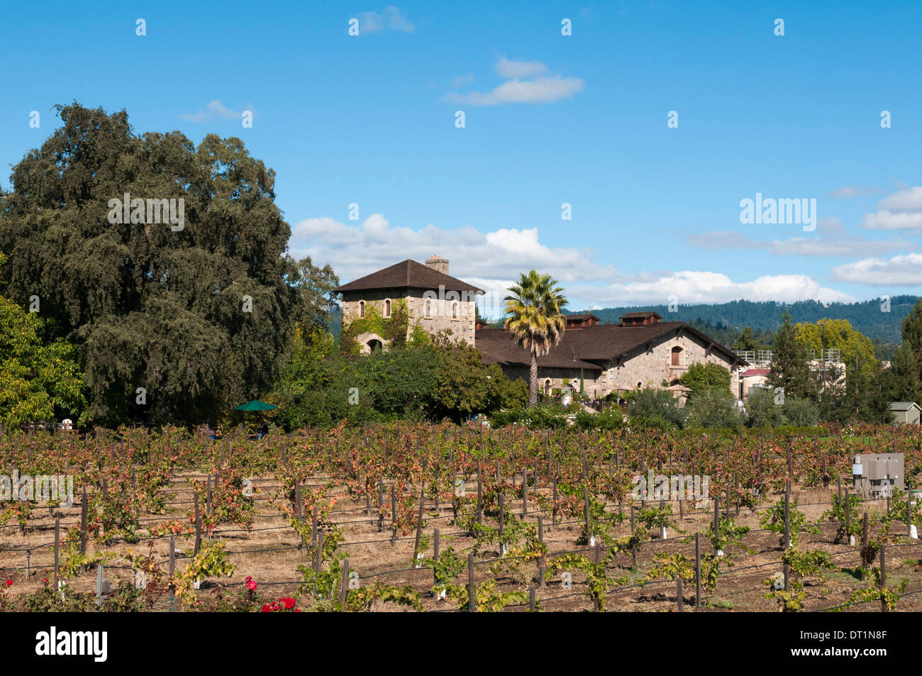 Napa Valley, California, United States of America, North America Stock Photo