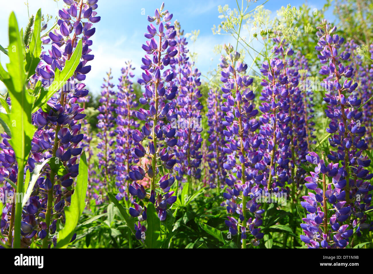 Summer lupine hi-res stock photography and images - Alamy