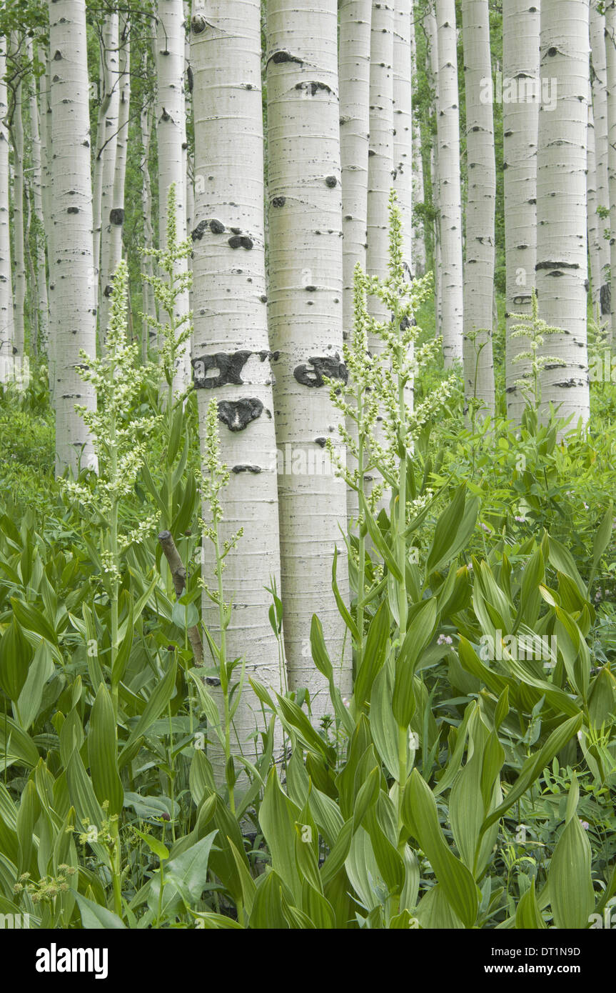 Grove of aspen trees with white bark and wild flowers growing in their shade Stock Photo