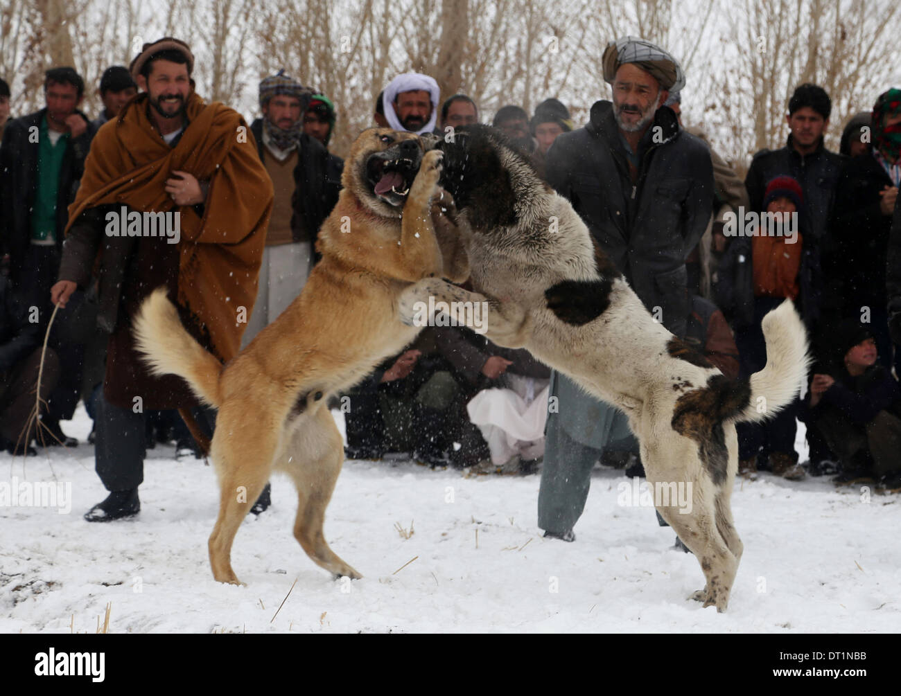 Bamyan, Afghanistan. 6th Feb, 2014. Afghan men watch dog fighting in Bamyan province, central Afghanistan, on Feb. 6, 2014. © Kamran/Xinhua/Alamy Live News Stock Photo