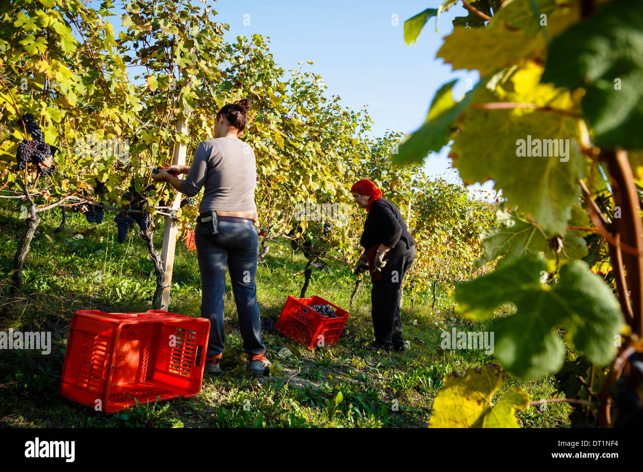 People harvesting grapes in a vineyard near Treiso, Langhe, Cuneo district, Piedmont, Italy, Europe Stock Photo