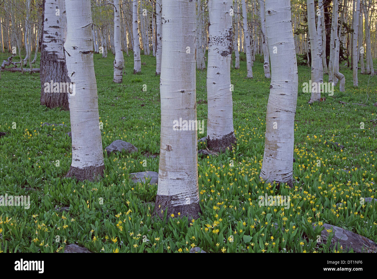 Grove of aspen trees with white bark and bright green vivid colours in the wild flowers and grasses underneath Stock Photo