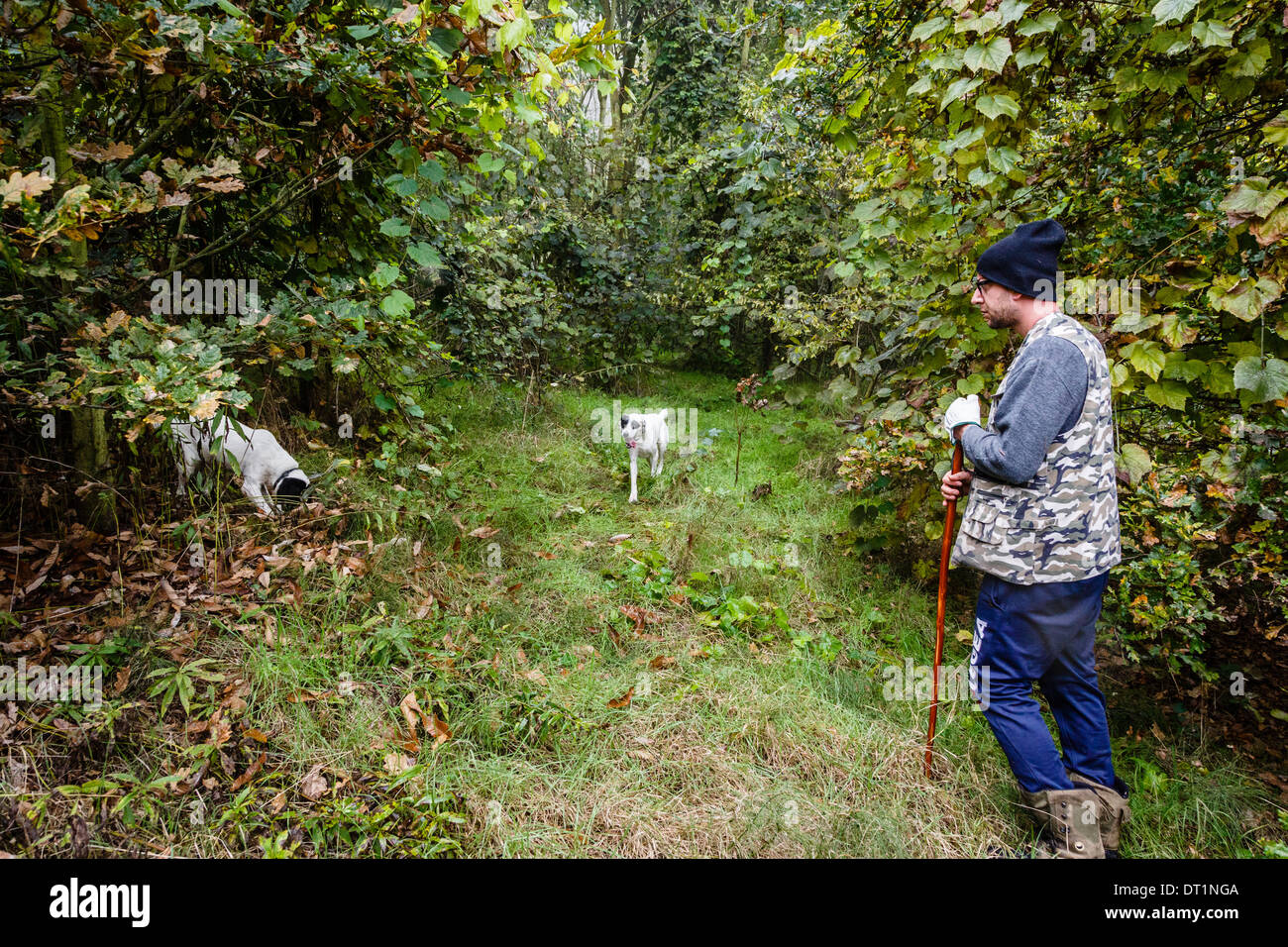 Truffle hunter with his dogs, Langhe, Cueno, Piedmont, Italy, Europe Stock Photo