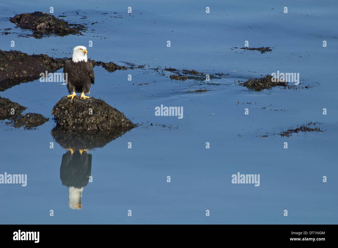 The American Bald Eagle Haliaeetus leucocephalus is the symbol of the nation and thrives in Alaska Stock Photo
