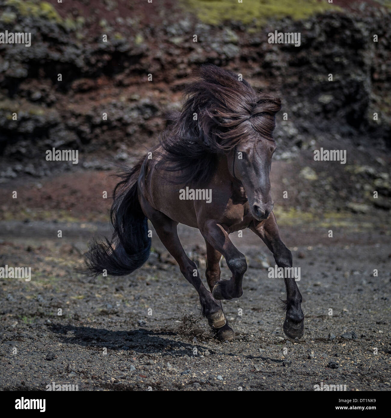 Black Icelandic horse running, Iceland Stock Photo