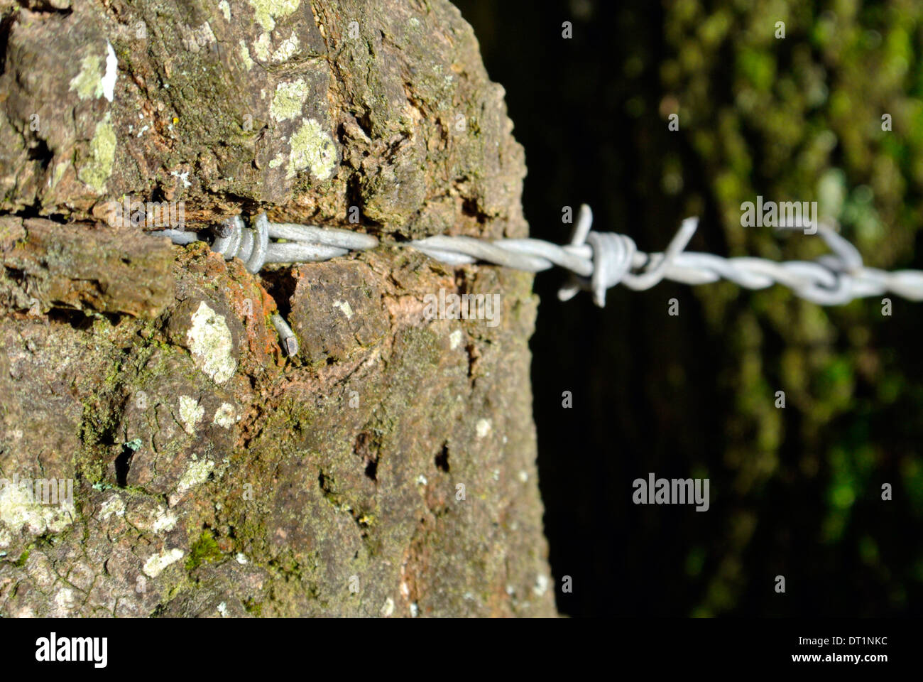 Cutting barbed wire fence hires stock photography and images Alamy