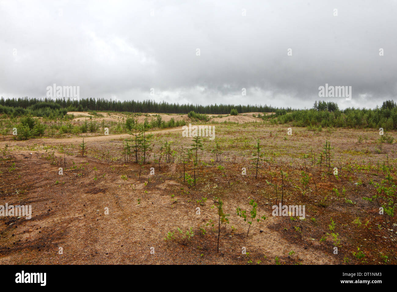 Northern landscape with small pines growing from sandy soil Stock Photo ...