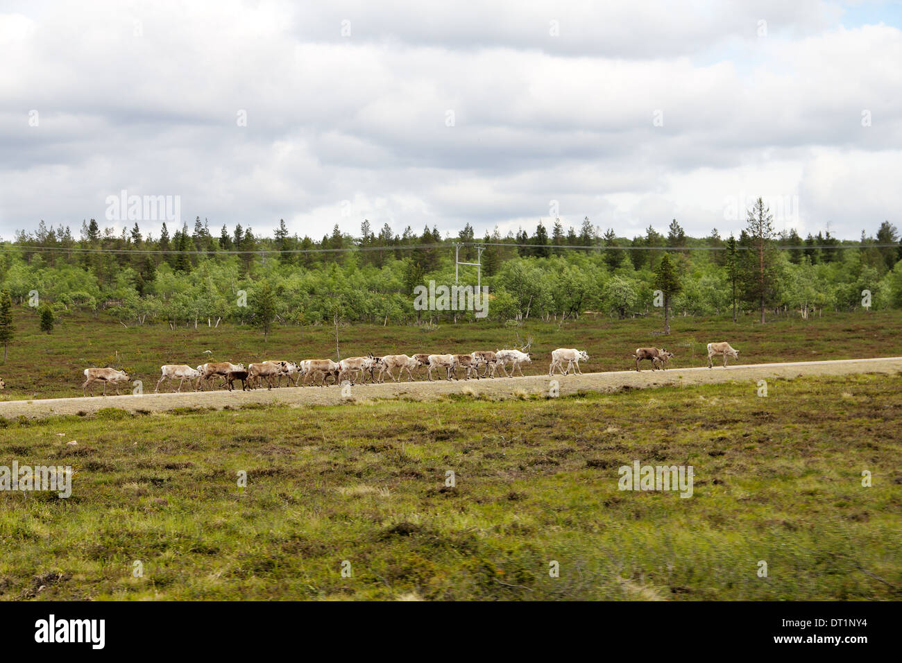 Herd of deer grassing along rural road in Lapland Stock Photo - Alamy