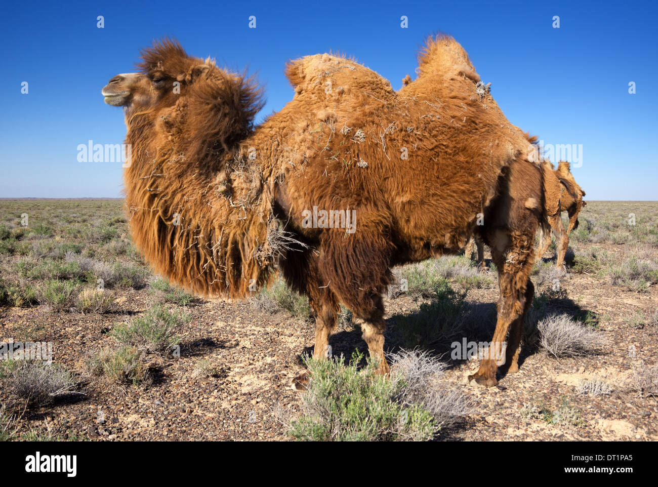 Molting brown bactrian camel in desert of Kazakhstan Stock Photo - Alamy