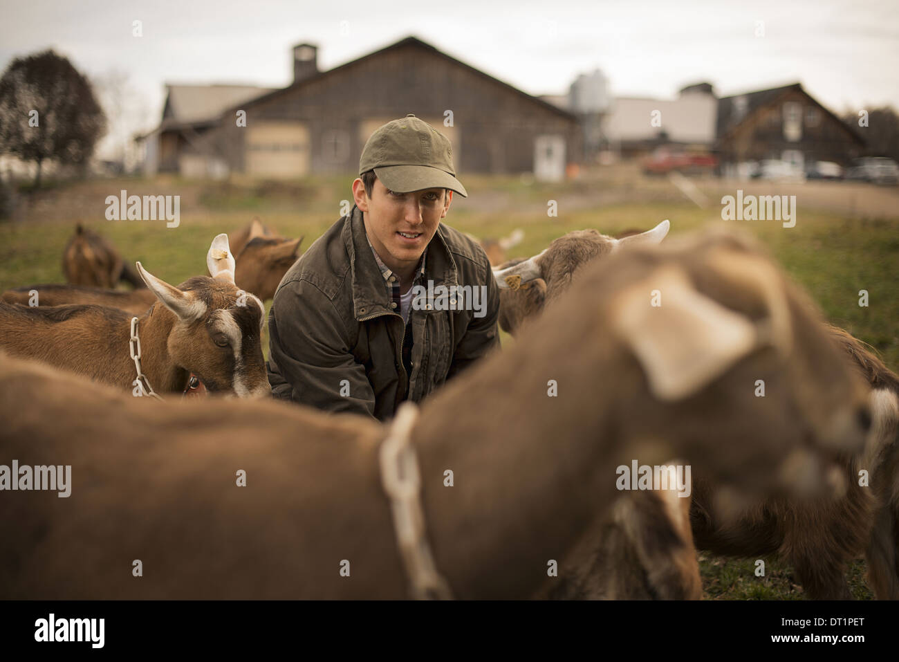 Dairy Farm Farmer working and tending to the animals Stock Photo