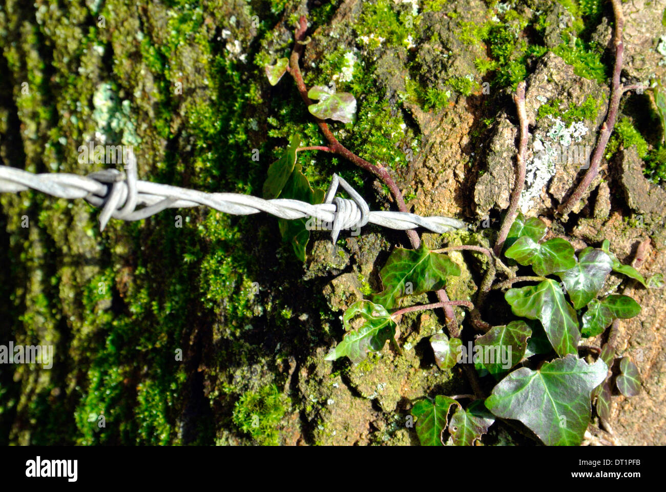 Barbed wire fencing cutting into a tree trunk Stock Photo Alamy