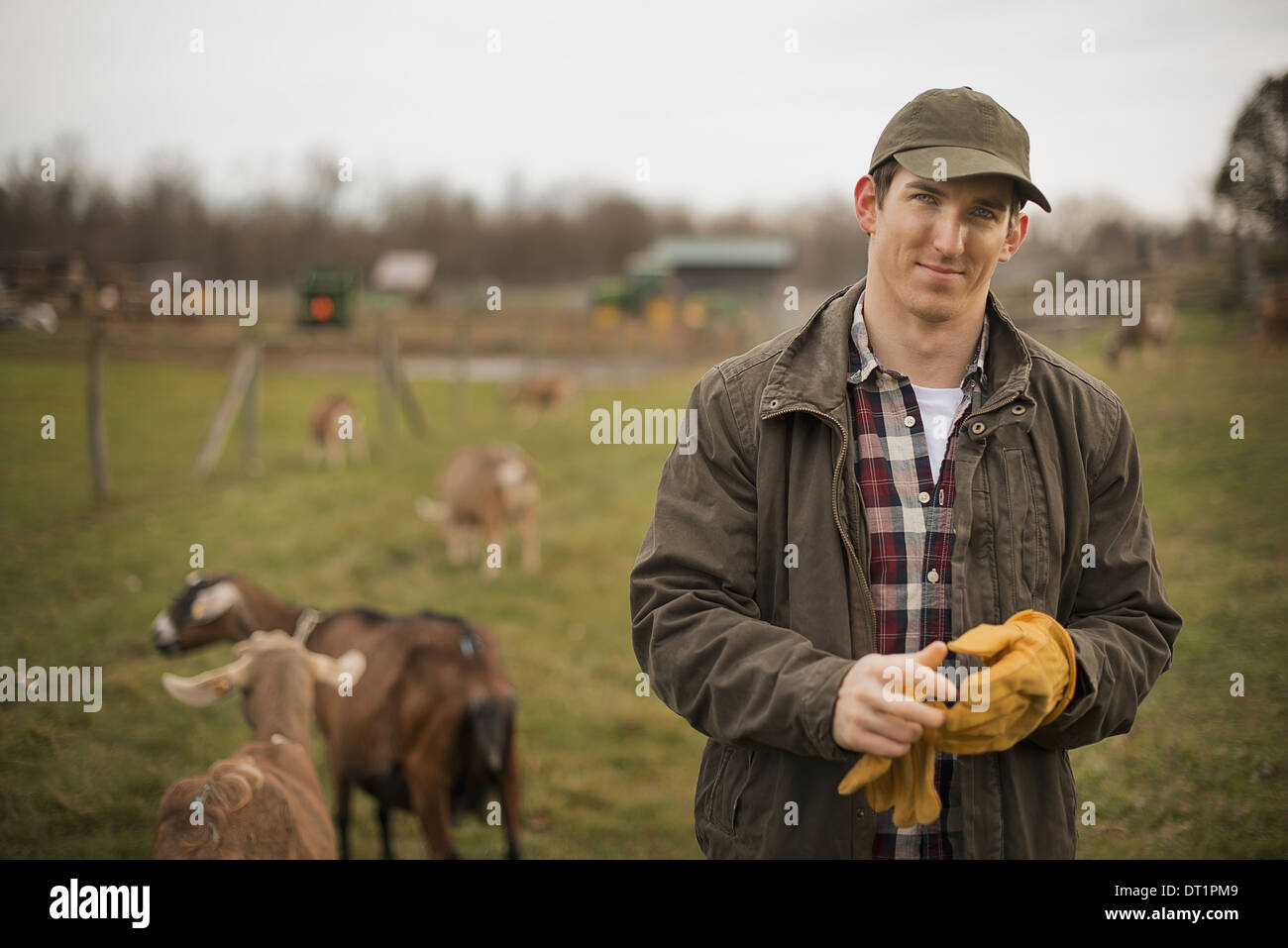 Dairy Farm Farmer working and tending to the animals Stock Photo