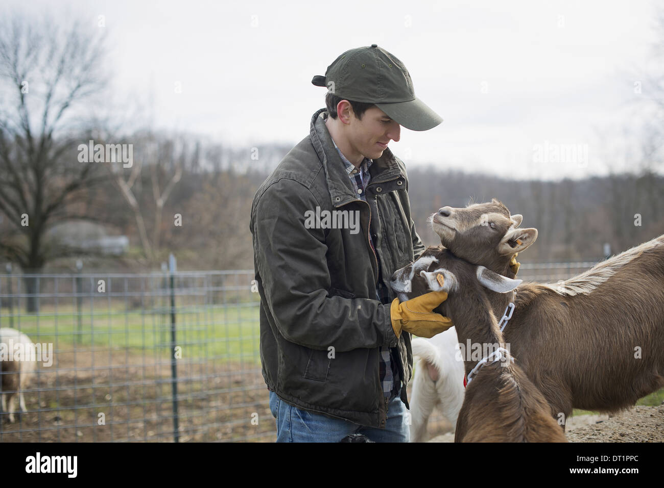 Dairy Farm Farmer working and tending to the animals Stock Photo