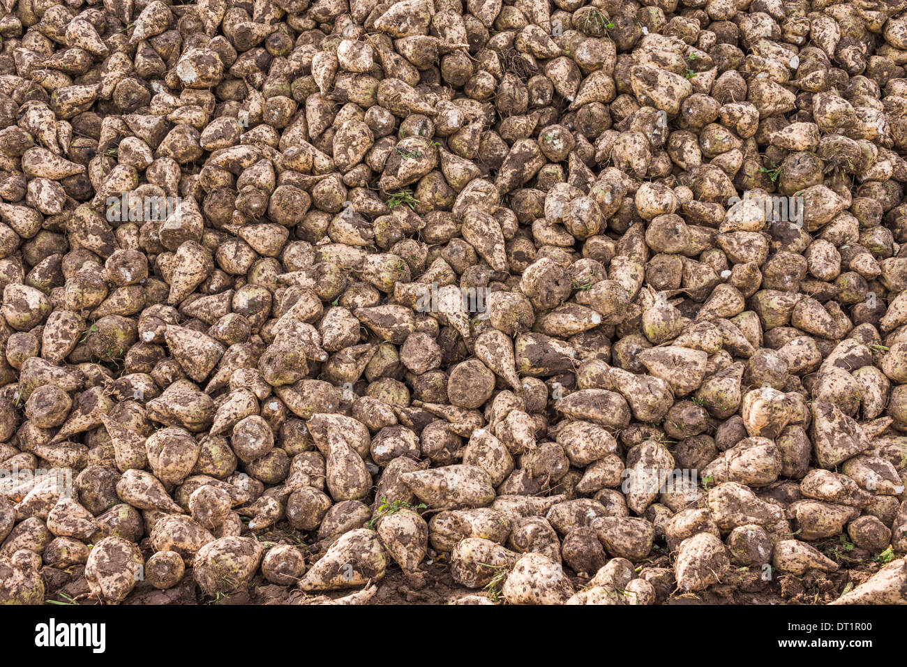 newly harvested sugar beet, proximity of heilbronn, baden-wuerttemberg, germany Stock Photo