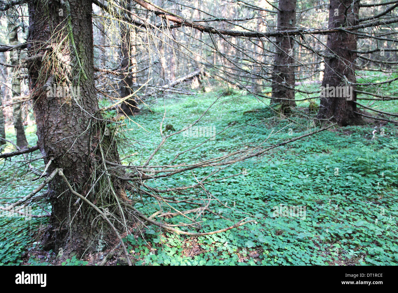 Old growth white pine hemlock hi-res stock photography and images - Alamy