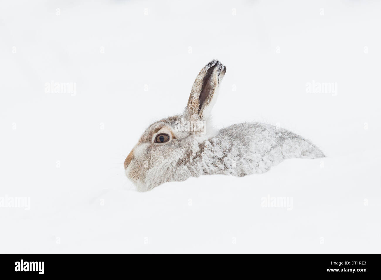 Scottish Mountain Hare (Lepus timidus) sitting among snow in Scottish Highlands, Great Britain Stock Photo