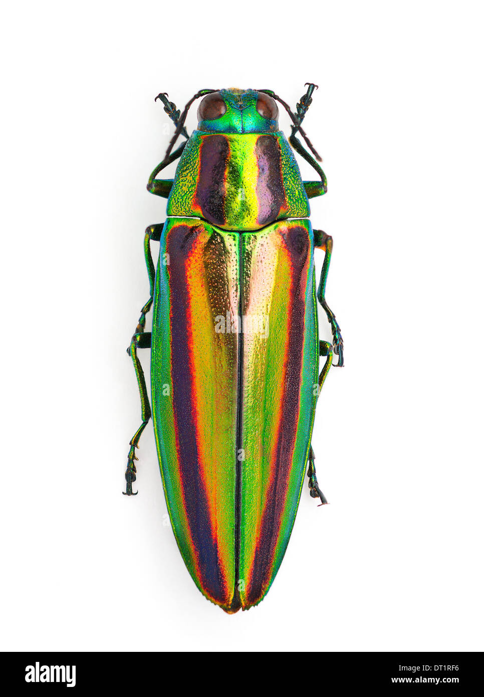 Chrysochroa fulgidissima hires stock photography and images Alamy