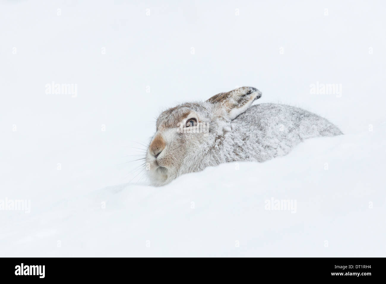 Scottish Mountain Hare (Lepus timidus) among snow in Scottish Highlands, Great Britain Stock Photo