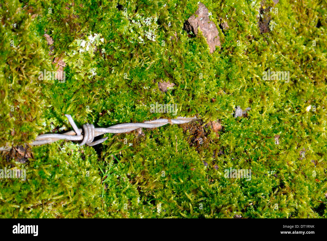 Barbed wire fencing cutting into a tree trunk Stock Photo