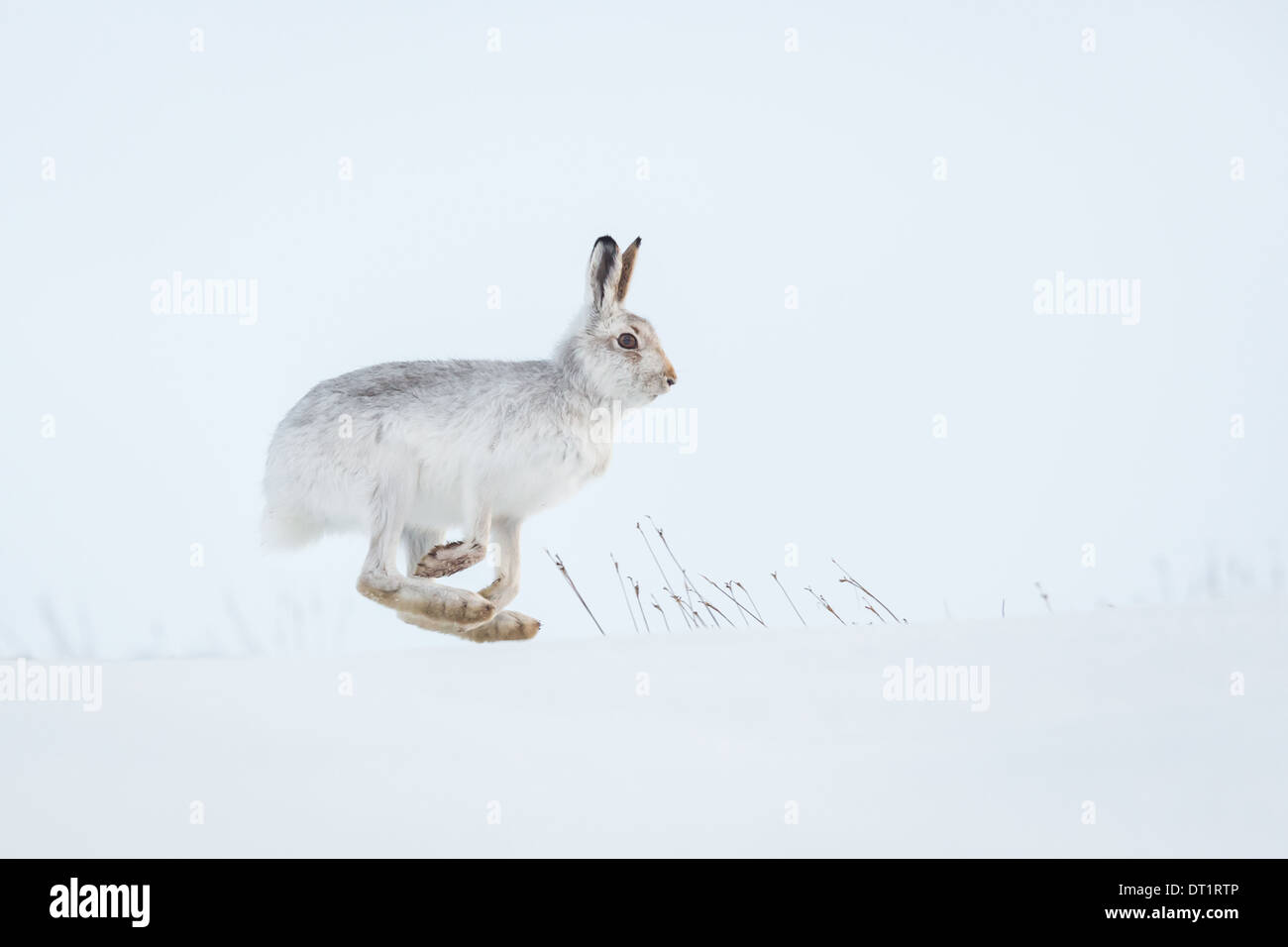 Scottish Mountain Hare (Lepus timidus) running with all feet off the ground Highlands, Scotland, UK Stock Photo