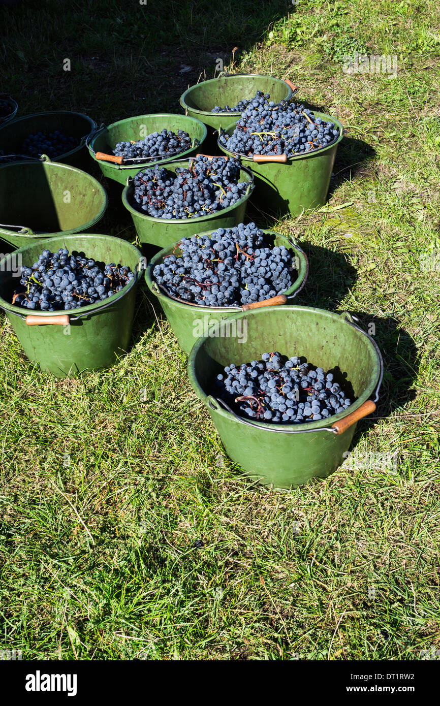 buckets with newly picked bunches of grapes of a red variety, michaelsberg, cleebronn, baden-wuerttemberg, germany Stock Photo