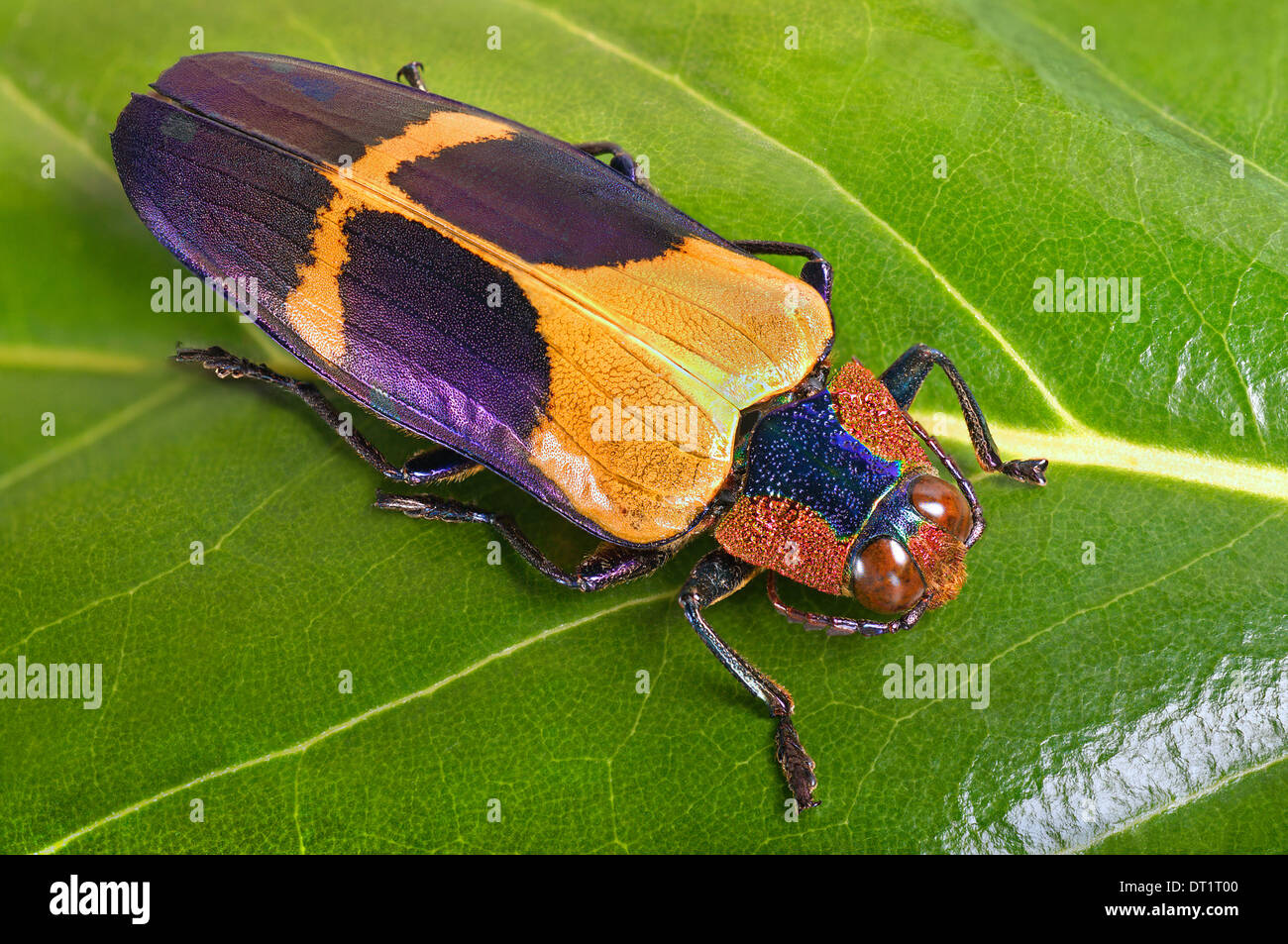 Chrysochroa buqueti Stock Photo