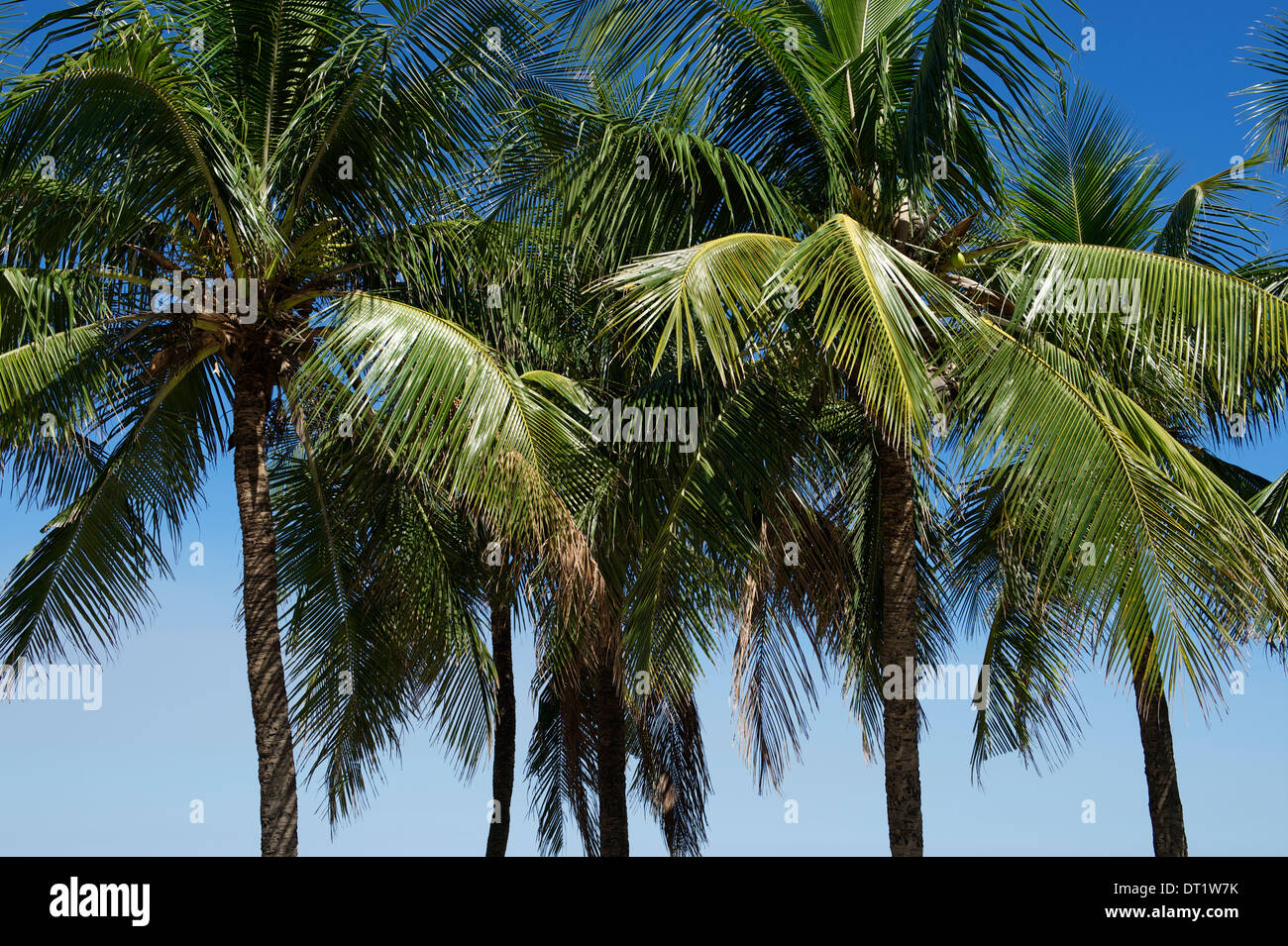 Fresh green coconut palm trees in a row against bright blue tropical sky Stock Photo