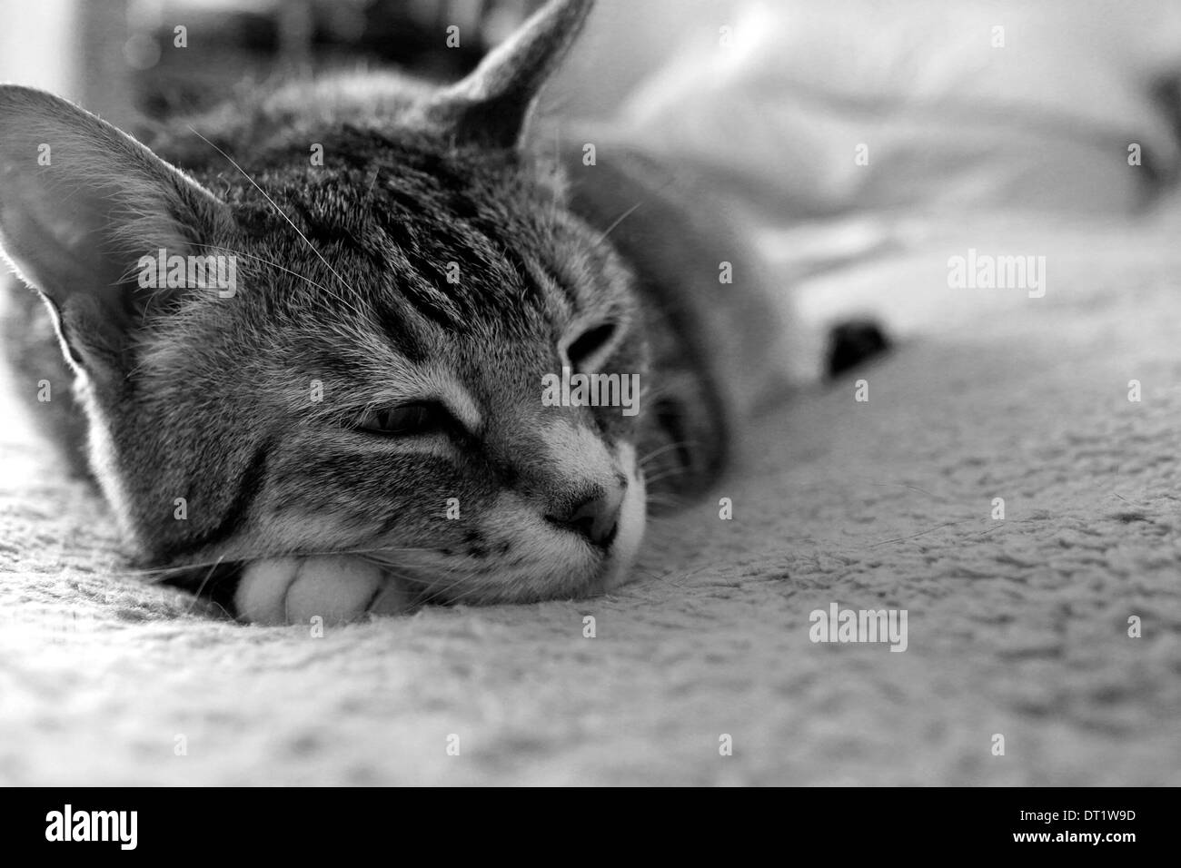 Black and white photograph  of photographer's domestic cat (Felis catus) dozing off. Stock Photo