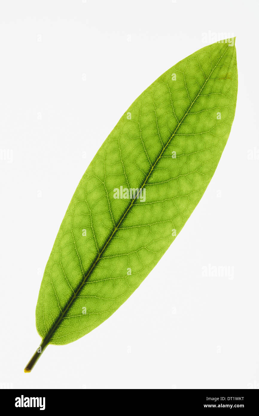 Close up of Rhododendron leaf on white background Stock Photo