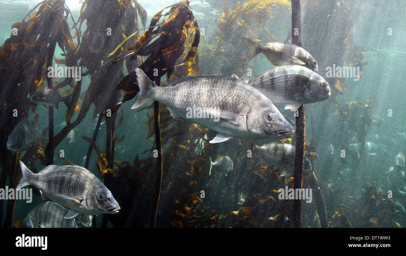 Fish swimming by in giant tank at the Two Oceans Aquarium at the V&A