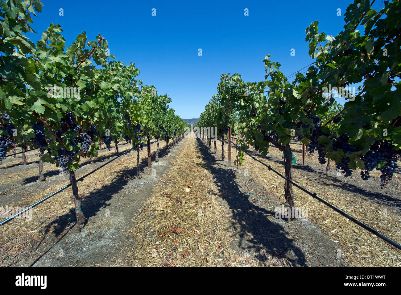 Vineyard in Napa Valley, California Stock Photo
