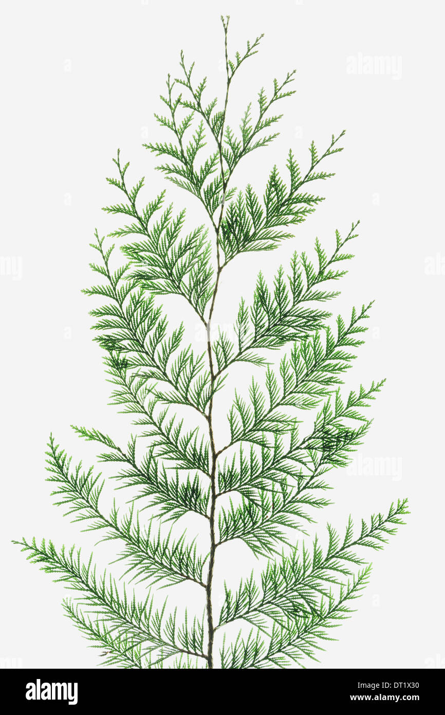 Western red cedar tree branch with green linear shaped leaves against a white background Stock Photo