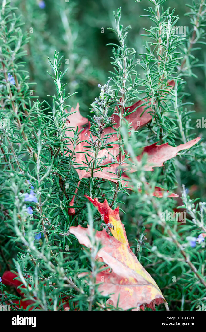autumn maple leaves on green grass Stock Photo