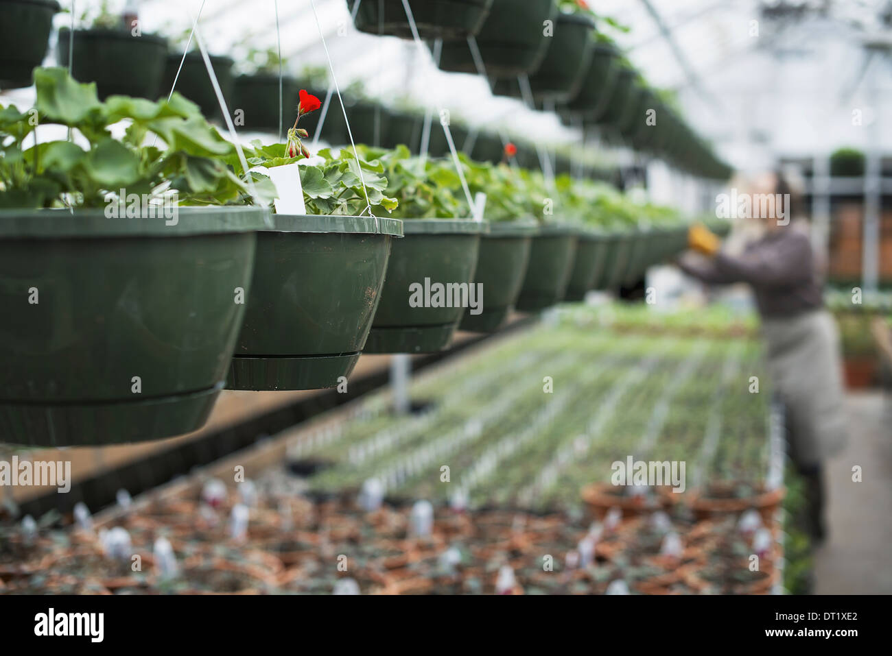 Hanging baskets hires stock photography and images Alamy