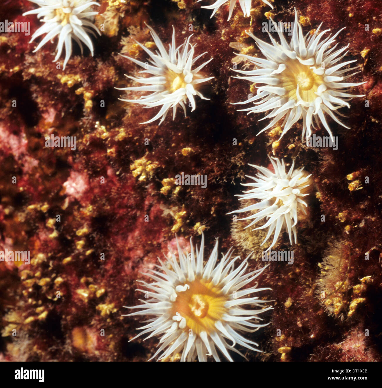 Underwater anemones (Actinothoe Sphyrodeta) off the coast of St Kilda. Scotland Stock Photo