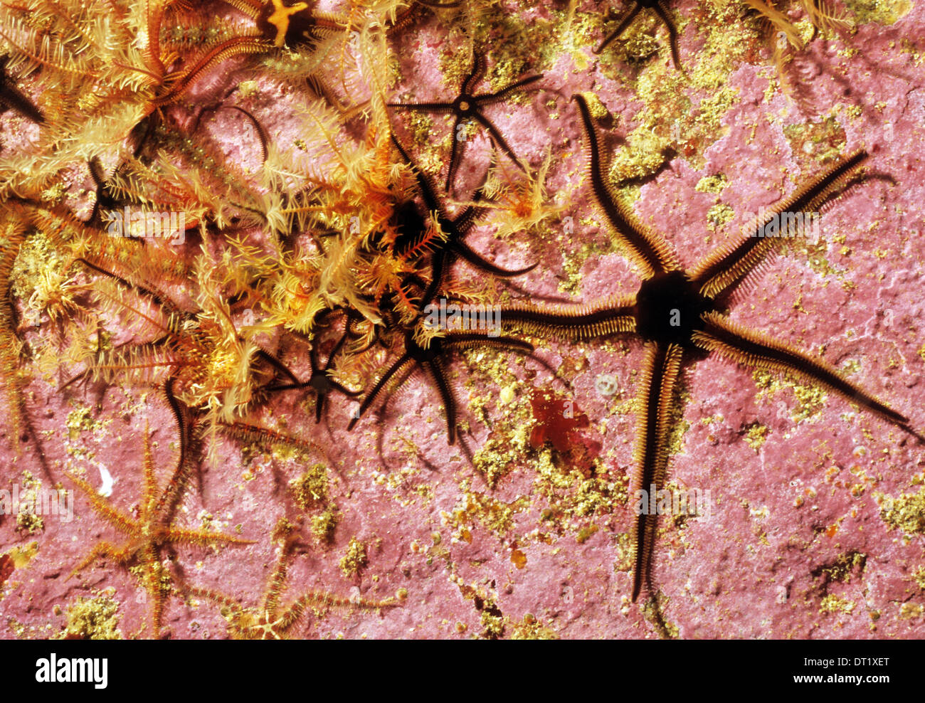 Brittle star uk hires stock photography and images Alamy