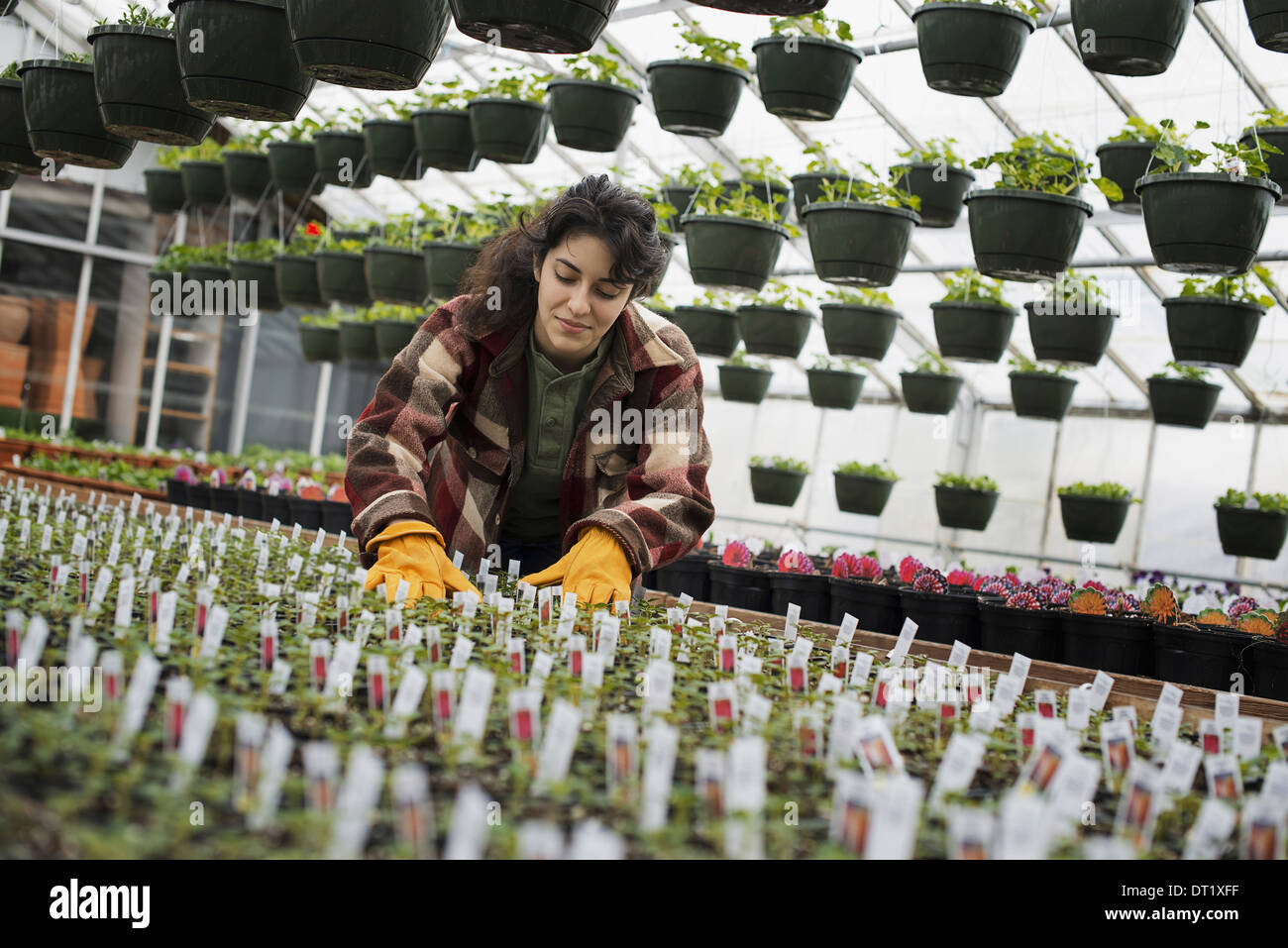 A woman working checking plants and seedlings Stock Photo
