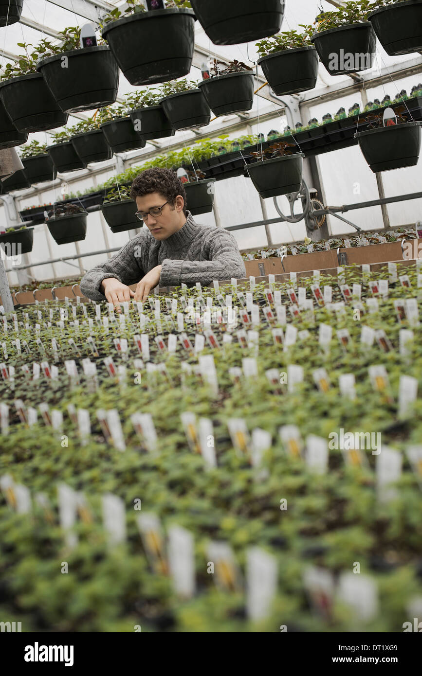A man checking rows of seedlings and young plants Stock Photo