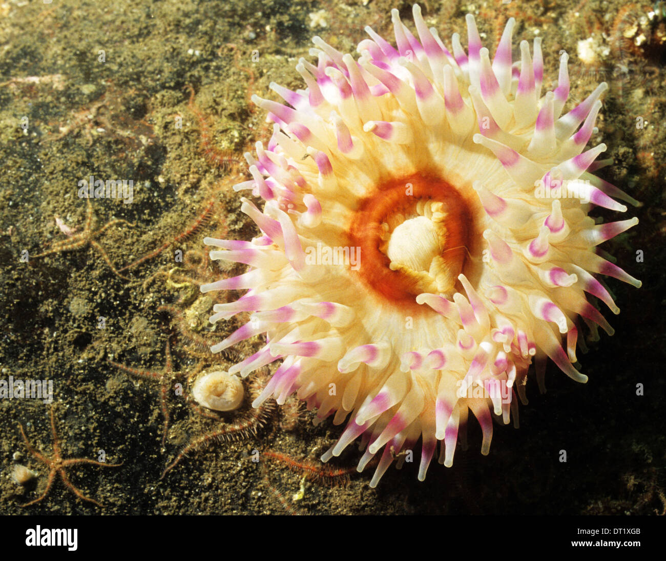 Sea Anemone. Dahlia Anemone. Urticina Felina. Part of the Cnidarians family. Found in all colours. Stock Photo
