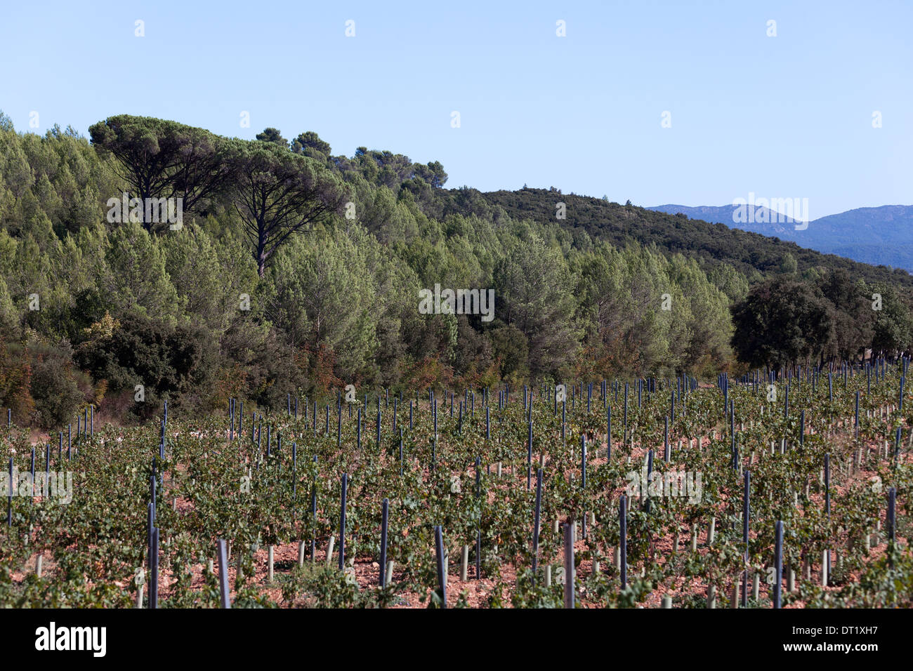 wine growing in the south of France with pine trees in the background Stock Photo
