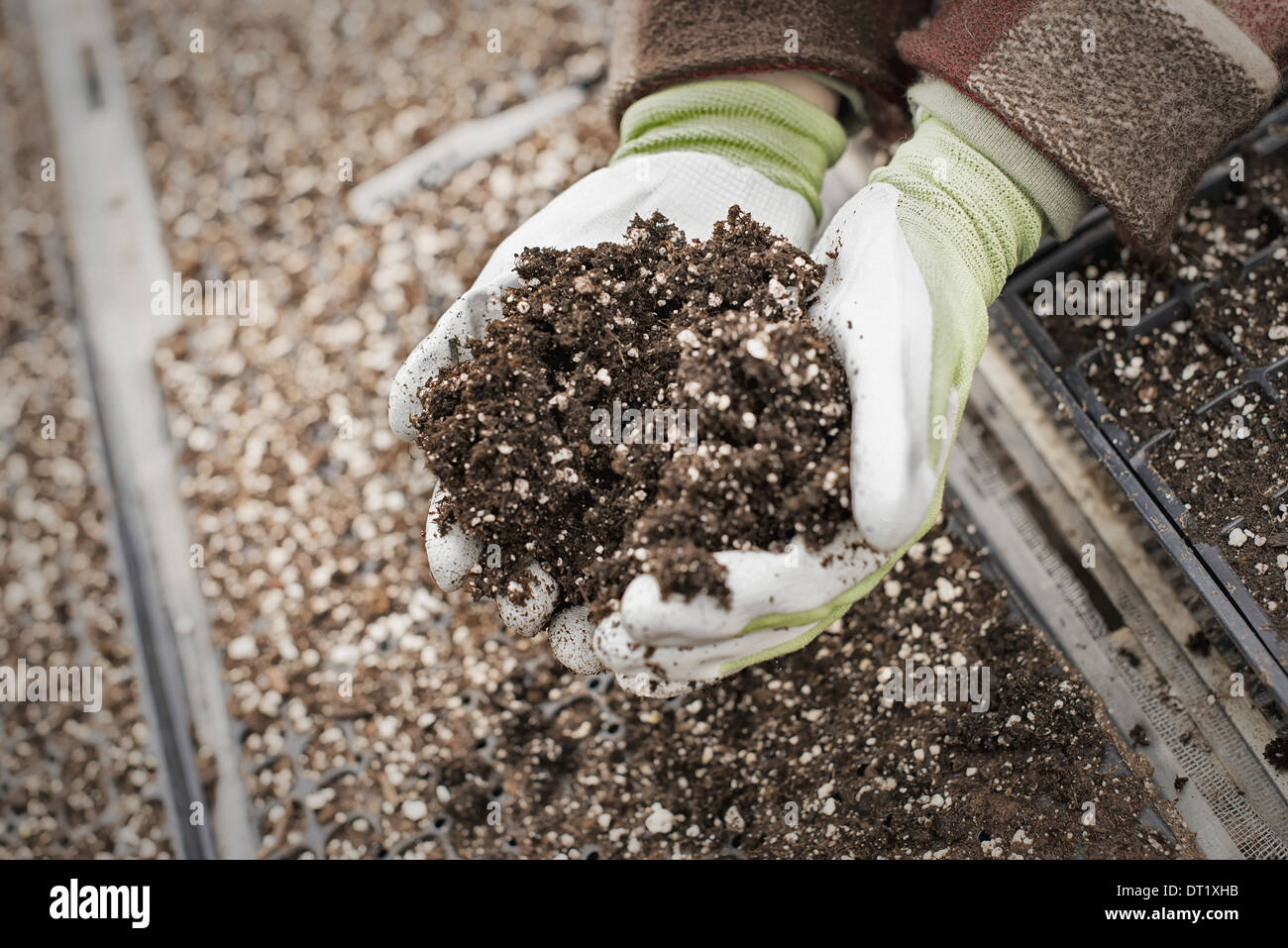 Spring growth in an organic plant nursery A person holding a handful of organic soil Stock Photo