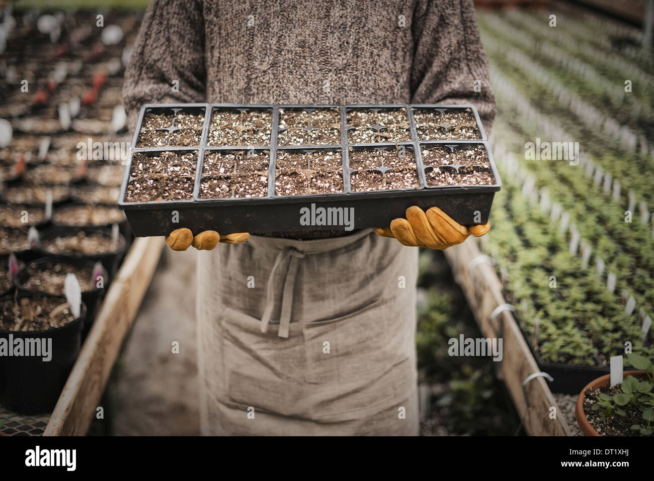 A man holding trays of young plants and seedlings Stock Photo