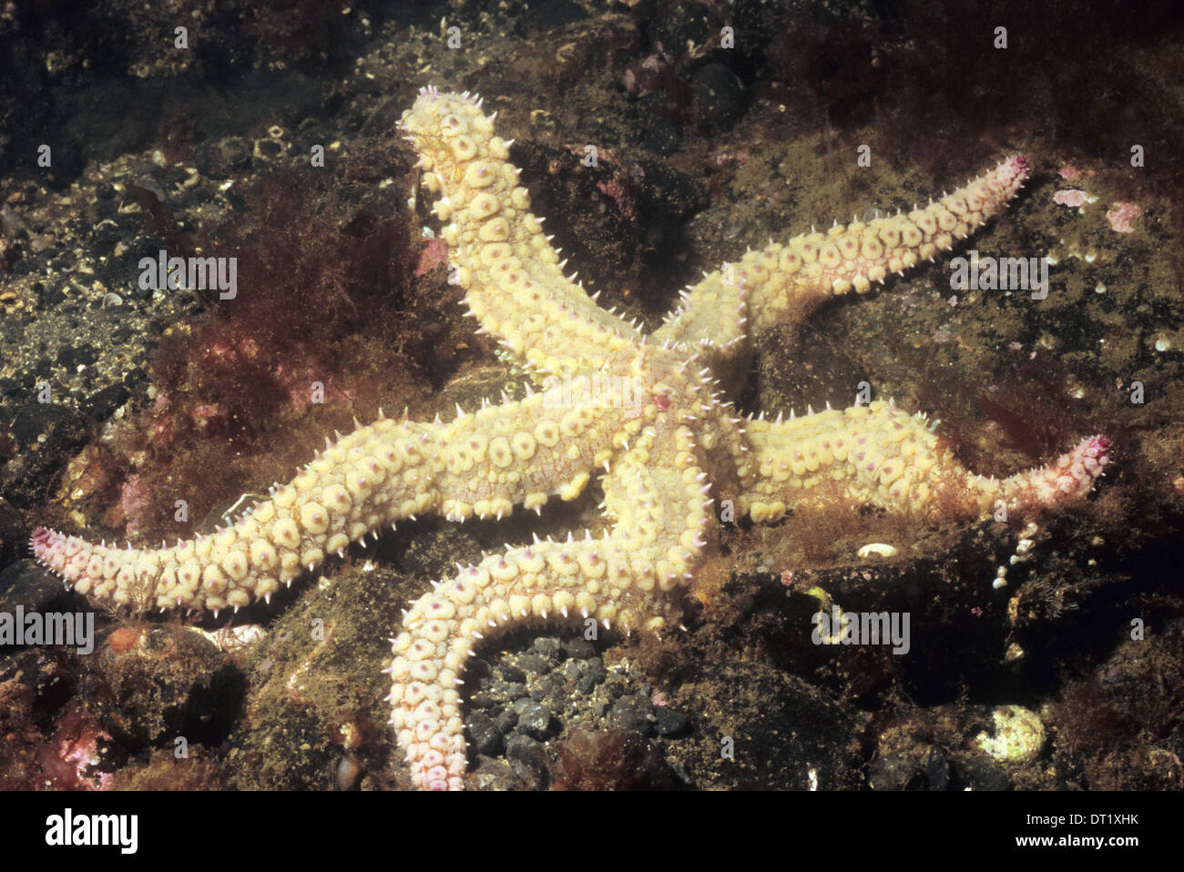 Echinoderms. Large Spiny Starfish. (Marthasterias Glacialis) Underwater off St Kilda. Scotland Stock Photo