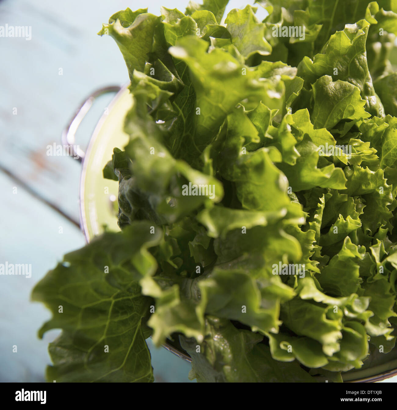 Salad leaves hires stock photography and images Alamy