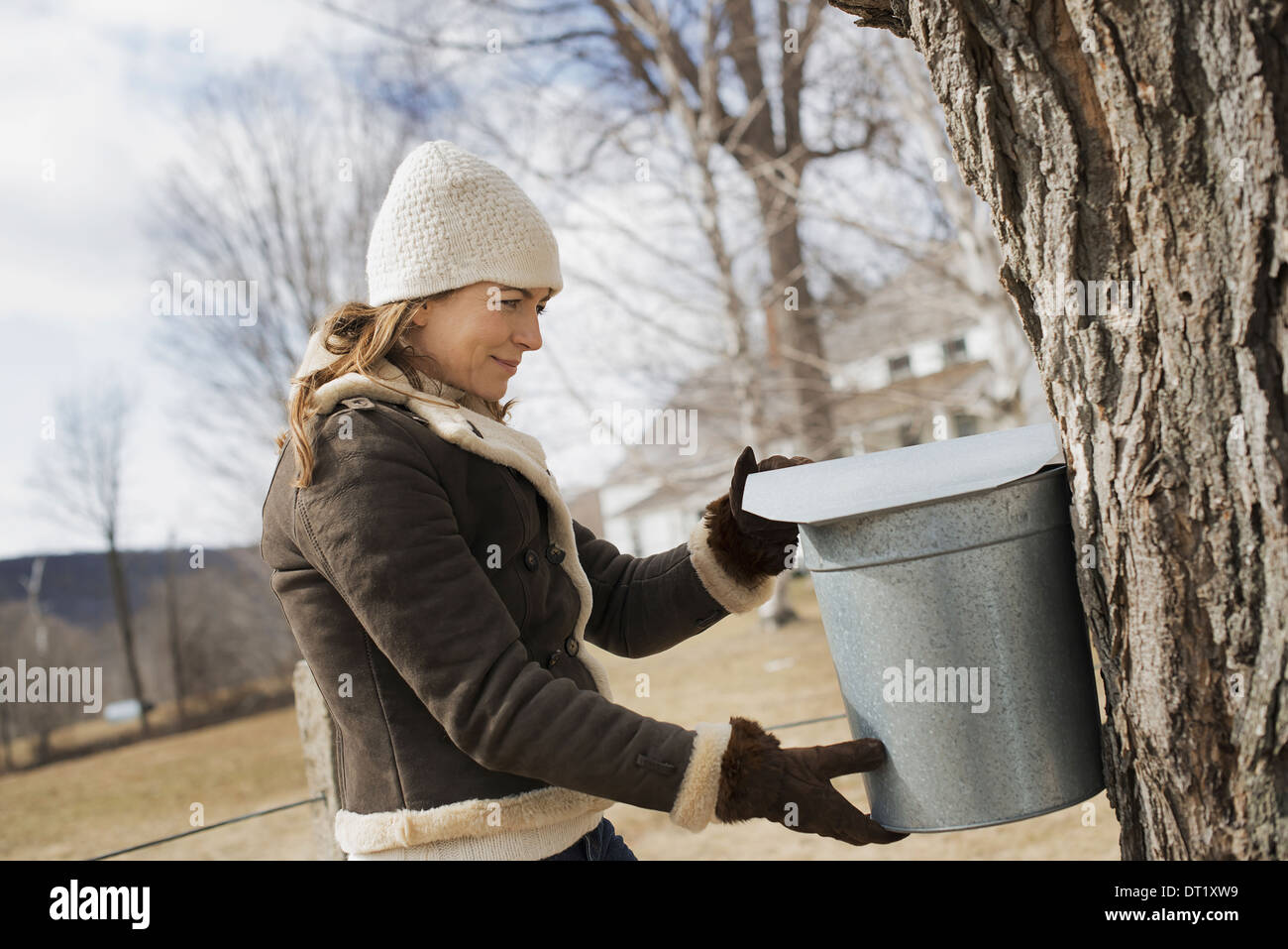 A maple syrup farm A young woman holding a bucket which is tapping the