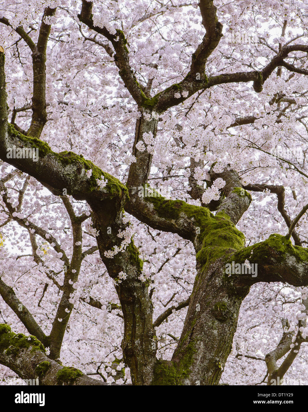 Frothy pink cherry blossom on cherry trees in spring in Washington state USA Stock Photo
