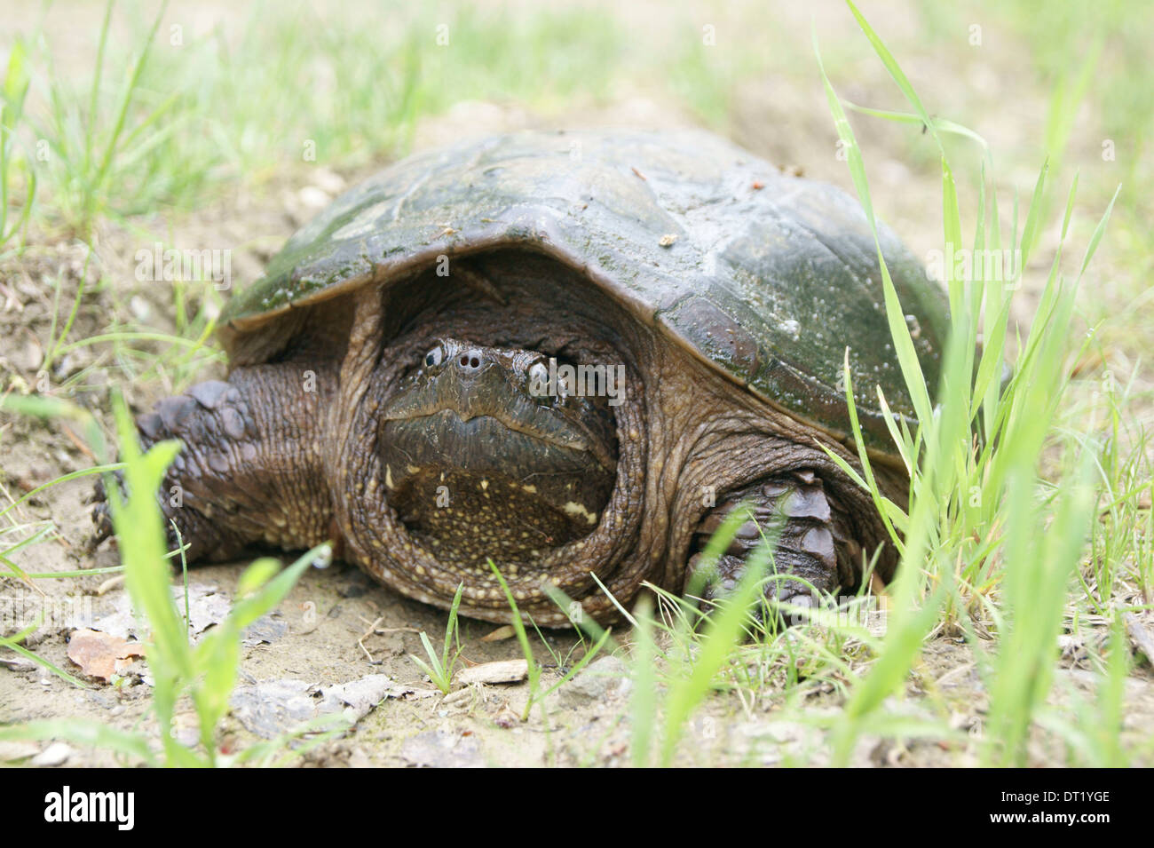 Common snapping turtle (Chelydra serpentina) in Maine Stock Photo