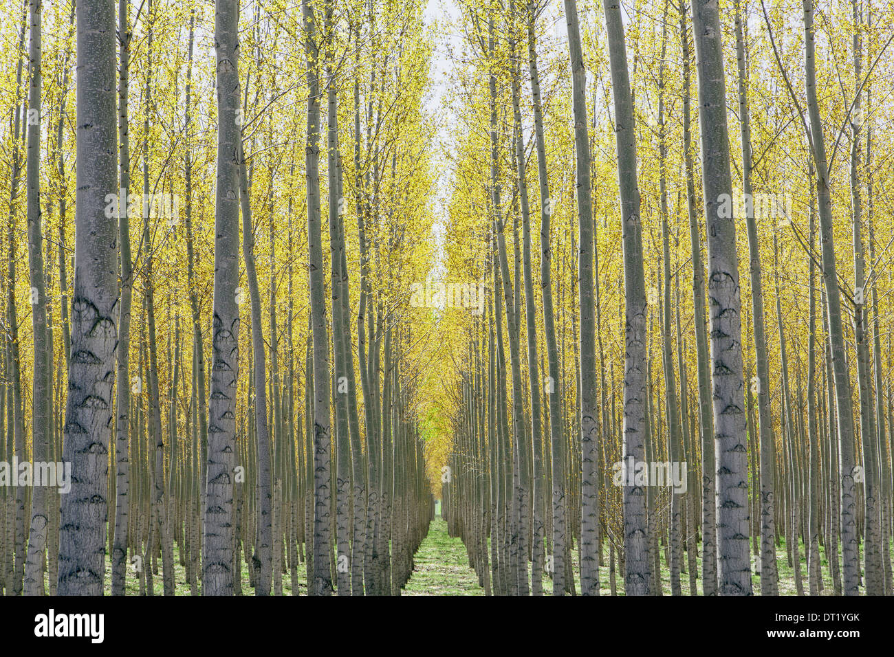 Rows of commercially grown poplar trees on a tree farm near Pendleton Oregon Stock Photo